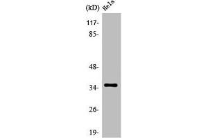 Western Blot analysis of HeLa cells using Olfactory receptor 52N4 Polyclonal Antibody (OR52N4 Antikörper  (C-Term))