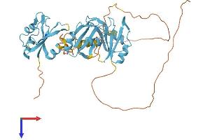 HNRNPF Protein (AA 1-415) (His tag)