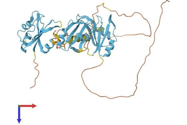 HNRNPF Protein (AA 1-415) (His tag)