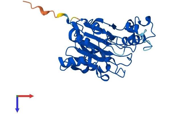 MPPED2 Protein (AA 1-294) (His tag)