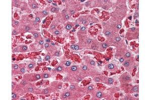 Anti-A2M / Alpha-2-Macroglobulin antibody IHC of human liver.