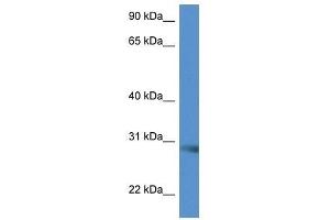 Western Blot showing Scamp5 antibody used at a concentration of 1.