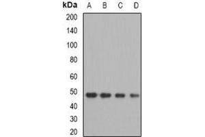 Western blot analysis of OXA1L expression in MCF7 (A), A549 (B), mouse kidney (C), mouse liver (D) whole cell lysates. (OXA1L Antikörper)