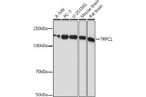 Western blot analysis of extracts of various cell lines, using TRPC1 Rabbit mAb (ABIN1681339, ABIN7101608, ABIN7101609 and ABIN7101610) at 1:1000 dilution. (TRPC1 Antikörper)