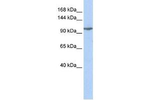 Western Blotting (WB) image for anti-Glutamate Receptor, Ionotropic, Kainate 5 (GRIK5) antibody (ABIN2458266) (GRIK5 Antikörper)