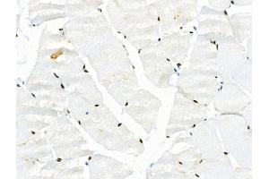 Phospho-JIP1 (Thr103) Antibody at 1/100 staining Rat muscle tissue by IHC-P. (MAPK8IP1 Antikörper  (pThr103))