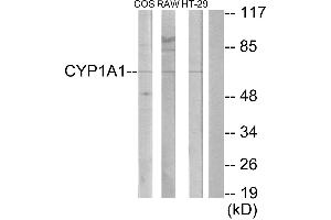 Western blot analysis of extracts from COS-7 cells, RAW264. (CYP1A1/2 Antikörper)