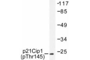 Image no. 1 for anti-Cyclin-Dependent Kinase Inhibitor 1A (p21, Cip1) (CDKN1A) (pThr145) antibody (ABIN318089)