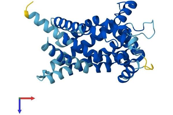 SLC25A21 Protein (AA 1-298) (His tag)