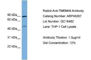 WB Suggested Anti-TMEM48  Antibody Titration: 0. (TMEM48 Antikörper  (Middle Region))
