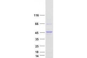 Western Blotting (WB) image for AKT1 Substrate 1 (Proline-Rich) (AKT1S1) (Transcript Variant 2) protein (Myc-DYKDDDDK Tag) (ABIN2714517)