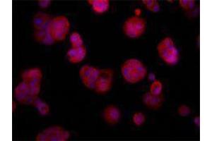 Immunofluorescence (IF) image for anti-TNF Receptor Superfamily, Member 6 (FAS) antibody (ABIN2664886) (FAS Antikörper)