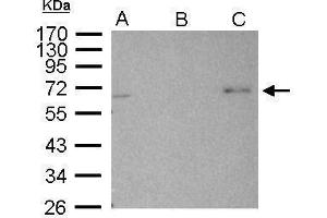 IP Image AMPK alpha 2 antibody immunoprecipitates AMPK alpha 2 protein in IP experiments. (PRKAA2 Antikörper  (Center))