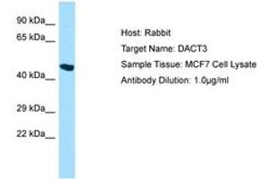 Image no. 1 for anti-Dapper, Antagonist of beta-Catenin, Homolog 3 (DACT3) (AA 399-448) antibody (ABIN6750046) (DACT3 Antikörper  (AA 399-448))
