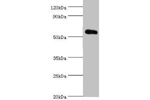 Western blot All lanes: Krueppel-like factor 4 antibody at 5 μg/mL + 293T whole cell lysate Secondary Goat polyclonal to rabbit IgG at 1/10000 dilution Predicted band size: 55, 52, 46, 13, 7 kDa Observed band size: 55 kDa (KLF4 Antikörper  (AA 30-230))