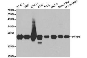 Western blot analysis of extracts of various cell lines, using PEBP1 antibody. (PEBP1 Antikörper  (AA 1-187))