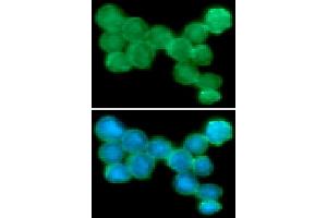 ICC/IF analysis of NKp44 in Jurkat cells line, stained with DAPI (Blue) for nucleus staining and monoclonal anti-human NKp44 antibody (1:100) with goat anti-mouse IgG-Alexa fluor 488 conjugate (Green). (NKp44/NCR2 Antikörper)