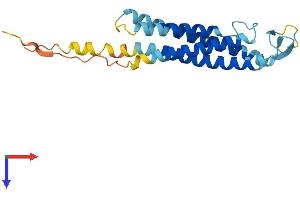 SSPN Protein (AA 1-216) (His tag)
