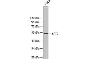 Western blot analysis of extracts of HeLa cells using KRT7 Polyclonal Antibody. (Cytokeratin 7 Antikörper)