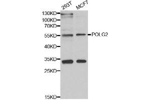 Western blot analysis of extracts of various cell lines, using POLG2 antibody.