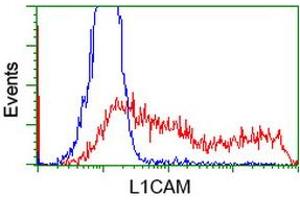 HEK293T cells transfected with either RC211601 overexpress plasmid (Red) or empty vector control plasmid (Blue) were immunostained by anti-L1CAM antibody (ABIN2453222), and then analyzed by flow cytometry. (L1CAM Antikörper)