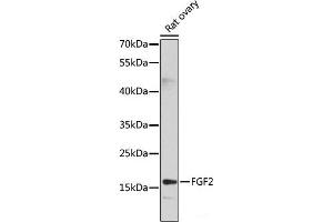 Western blot analysis of extracts of Rat ovary using FGF2 Polyclonal Antibody at dilution of 1:1000. (FGF2 Antikörper)