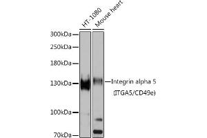 Western blot analysis of extracts of various cell lines, using Integrin alpha 5 (ITG/CD49e) antibody (ABIN6131552, ABIN6142564, ABIN6142565 and ABIN6221799) at 1:1000 dilution. (ITGA5 Antikörper  (AA 750-1000))
