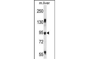 Western blot analysis in mouse liver tissue lysates (35ug/lane). (RASAL1 Antikörper  (AA 309-337))