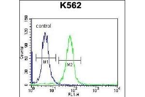 SP6 Antibody (Center) (ABIN656940 and ABIN2846130) flow cytometric analysis of K562 cells (right histogram) compared to a negative control cell (left histogram).