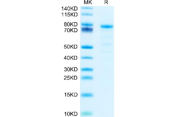 Desmoglein 2 Protein (DSG2) (AA 55-618) (His tag)