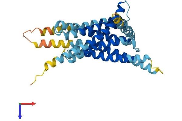 TAS2R40 Protein (AA 1-323) (His tag)