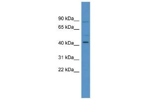 WB Suggested Anti-ZNF540 Antibody Titration: 0. (ZNF540 Antikörper  (N-Term))