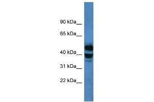 Western Blot showing CYP21A2 antibody used at a concentration of 1-2 ug/ml to detect its target protein.