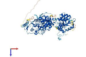 EXT2 Protein (AA 1-718) (His tag)