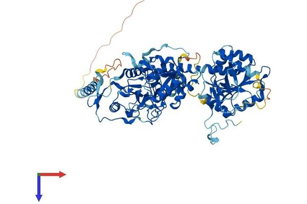 EXT2 Protein (AA 1-718) (His tag)