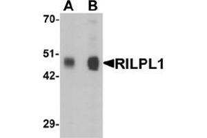Western blot analysis of RILPL1 in rat cerebellum tissue lysate with RILPL1 Antibody  at (A) 0. (RILPL1 Antikörper  (N-Term))