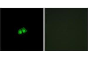 Immunofluorescence analysis of A549 cells, using COPS2 Antibody. (COPS2 Antikörper  (AA 181-230))