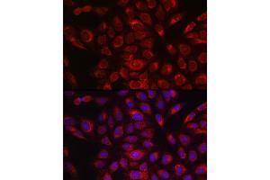 Immunofluorescence analysis of U2OS cells using P4HB Rabbit pAb (ABIN6134876 and ABIN6145140) at dilution of 1:150 (40x lens). (P4HB Antikörper)