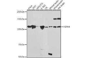 Western blot analysis of extracts of various cell lines, using HSP Rabbit mAb (ABIN7267580) at 1:1000 dilution. (HSPA4 Antikörper)