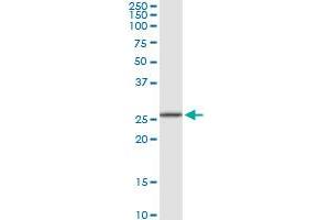 RPA4 MaxPab rabbit polyclonal antibody. (RPA4 Antikörper  (AA 1-261))