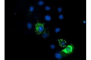 Anti-ENDOG mouse monoclonal antibody (ABIN2455482) immunofluorescent staining of COS7 cells transiently transfected by pCMV6-ENTRY ENDOG (RC205089). (Endonuclease G Antikörper)