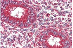 Human Uterus (formalin-fixed, paraffin-embedded) stained with KIF5B antibody ABIN337215 at 2. (KIF5B Antikörper  (AA 951-963))