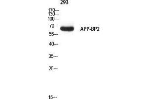 Western Blot (WB) analysis of 293 using APP-BP2 antibody.