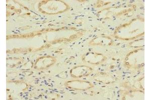 Immunohistochemistry of paraffin-embedded human kidney tissue using ABIN7161137 at dilution of 1:100 (NAE1 Antikörper  (Regulatory Subunit))