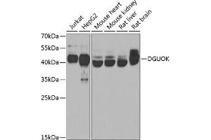 Western blot analysis of extracts of various cell lines, using DGUOK antibody  at 1:1000 dilution. (Deoxyguanosine Kinase Antikörper  (AA 40-277))