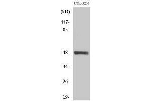Western Blotting (WB) image for anti-serine/threonine Kinase 24 (STK24) (C-Term) antibody (ABIN3185699) (STK24 Antikörper  (C-Term))