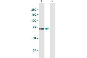Western Blot analysis of SEMG2 expression in transfected 293T cell line by SEMG2 MaxPab polyclonal antibody. (SEMG2 Antikörper  (AA 1-582))