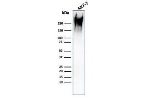 Western Blot Analysis of human MCF-7 cell lysate using MUC1 Mouse Recombinant Monoclonal Antibody (rMUC1/960). (Rekombinanter MUC1 Antikörper)