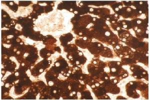 Immunohistochemical staining of formalin-fixed, paraffin- embedded normal human liver  tissue section. (CYP1A2 Antikörper)