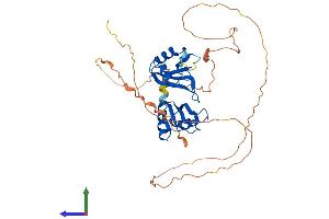 AlphaFold protein structure predicition of Human Recombinant RBMS1 Protein, UniprotID P29558